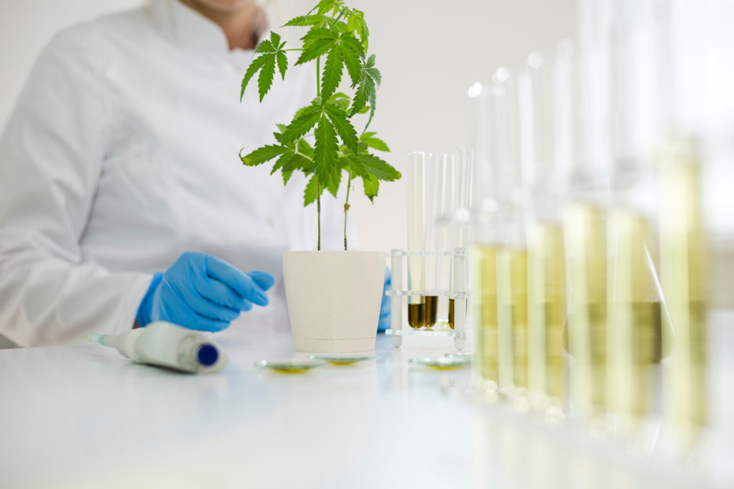 Female scientist in a laboratory watering a marijuana plant. She is waring blue glows and using a precise dropper for the experiment. Healthcare pharmacy from medical cannabis.