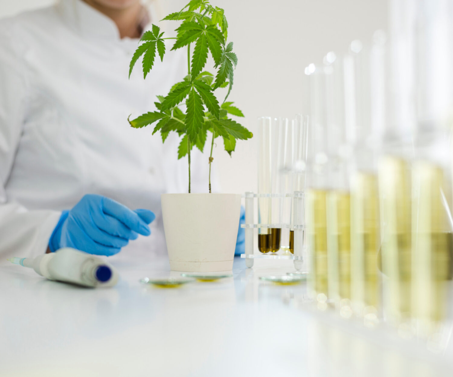 Female scientist in a laboratory watering a marijuana plant. She is waring blue glows and using a precise dropper for the experiment. Healthcare pharmacy from medical cannabis.